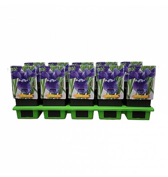 Iris sibirica Cote dAzur Ø11