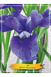 Iris sibirica Cote dAzur Ø11