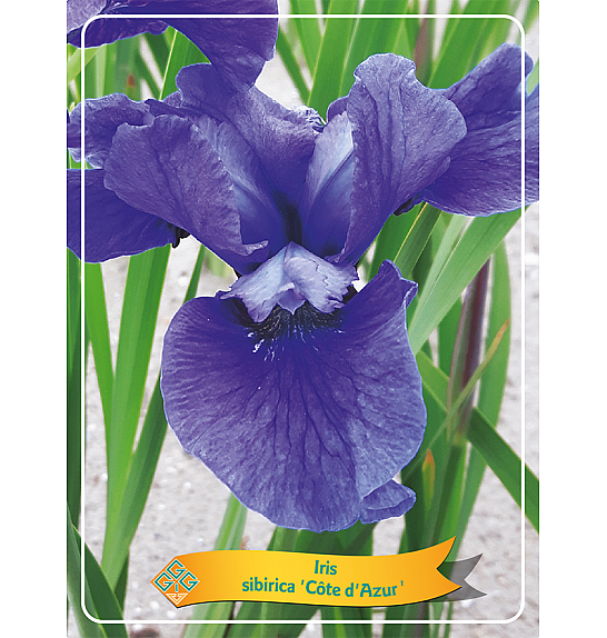 Iris sibirica Cote dAzur Ø11