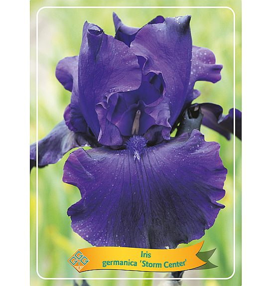 Iris germanica Storm Center Ø11