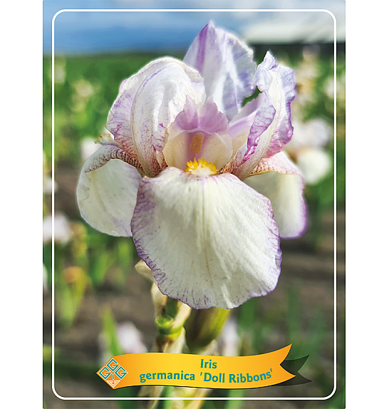Iris germanica Doll Ribbons Ø11