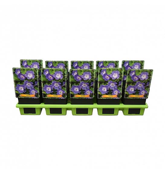 Geranium hybride 'Rozanne' Ø11