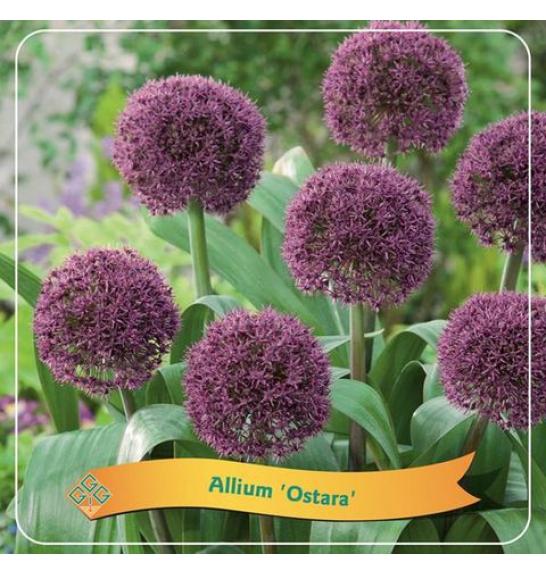 Allium Ostara C5 Lit.