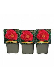 Paeonia lactiflora Paula Fay C5 Lit.