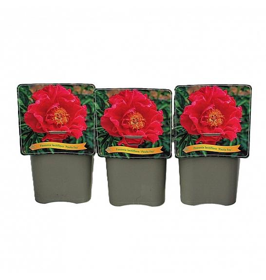 Paeonia lactiflora Paula Fay C5 Lit.