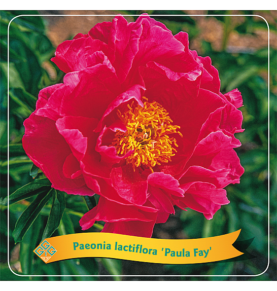 Paeonia lactiflora Paula Fay C5 Lit.