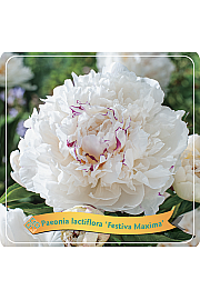 Paeonia lactiflora Festiva Maxima C5 Lit.