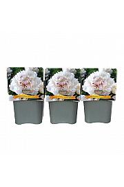 Paeonia lactiflora Gardenia C5 Lit.