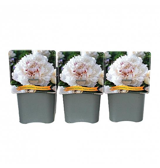 Paeonia lactiflora Gardenia C5 Lit.