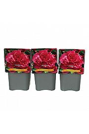 Paeonia lactiflora Fiona C5 Lit.