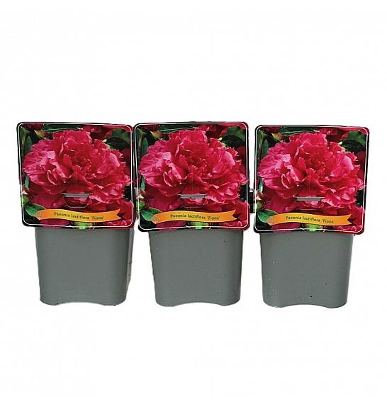 Paeonia lactiflora Fiona C5 Lit.