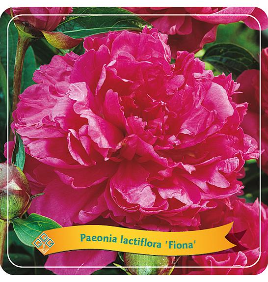 Paeonia lactiflora Fiona C5 Lit.