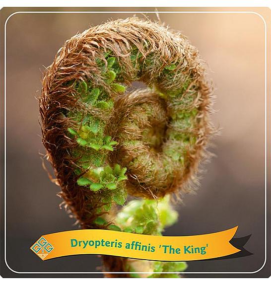 Dryopteris affinis The King C5 Lit.