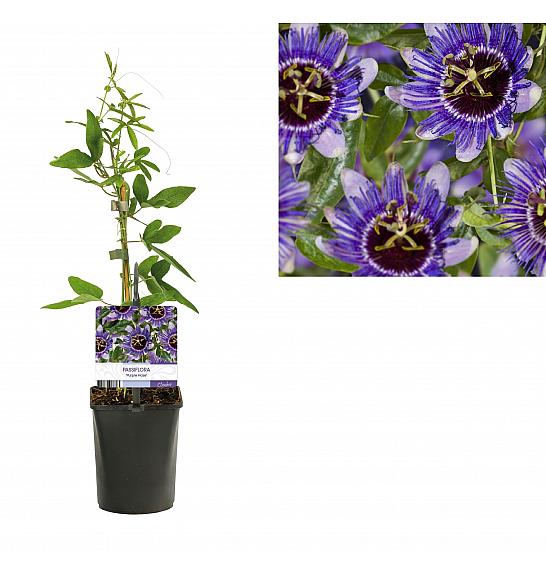 Passiflora Purple Haze C1 Lit. 20-30 cm