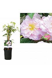 Rosa Wild Queen C1 Lit. 20-30 cm