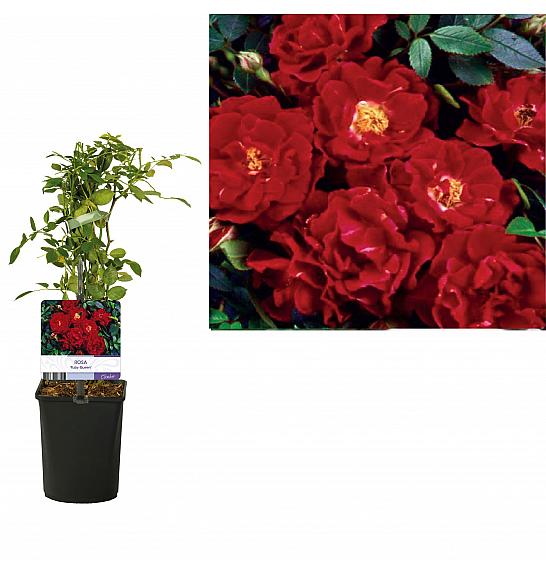 Rosa Ruby Queen C1 Lit. 20-30 cm