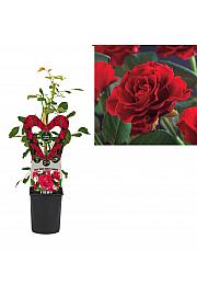 Rosa Paul´s Scarlet Climber C1 Lit. 20-30 cm