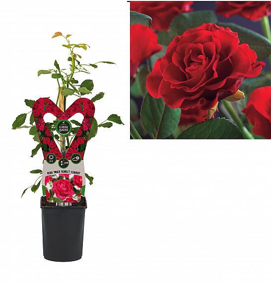 Rosa Paul´s Scarlet Climber C1 Lit. 20-30 cm