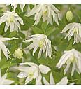 Clematis alpina Albina Plena C1 Lit. 20-30 cm