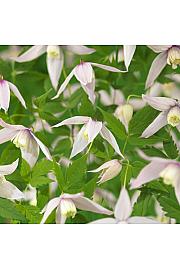 Clematis alpina Willy C1 Lit. 20-30 cm