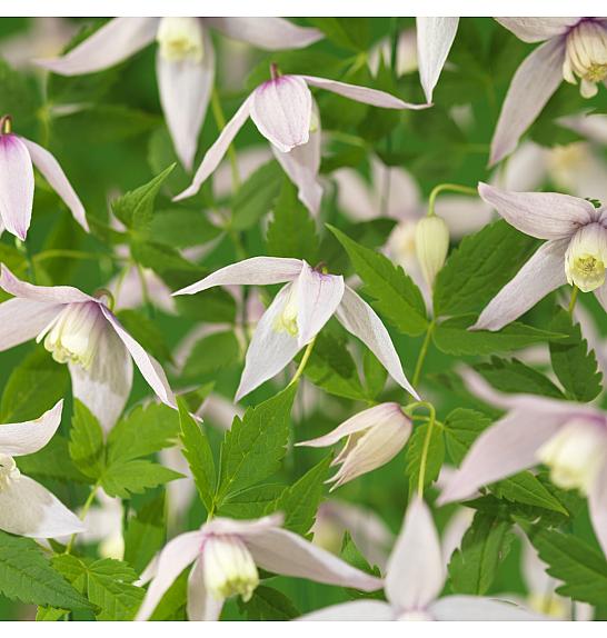 Clematis alpina Willy C1 Lit. 20-30 cm