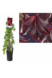 Parthenocissus tricuspidata Veitchii C1,5 Lit. 30-40 cm