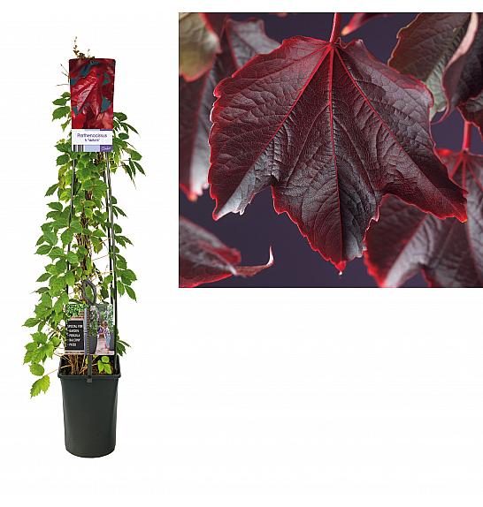 Parthenocissus tricuspidata Veitchii C1,5 Lit. 30-40 cm