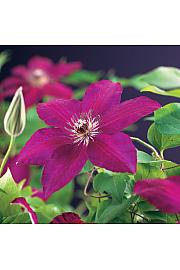 Clematis hybrid Westerplatte C1,5 Lit. 30-40 cm