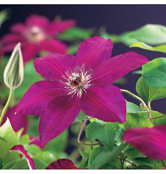 Clematis hybrid Westerplatte C1,5 Lit. 30-40 cm