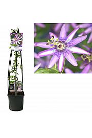 Passiflora Amethyst C1,5 Lit. 30-40 cm