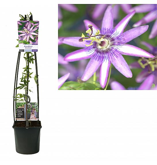 Passiflora Amethyst C1,5 Lit. 30-40 cm