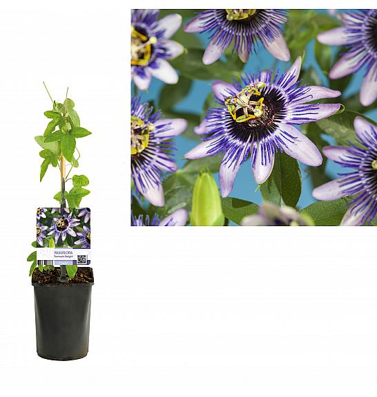 Passiflora Damsel's Delight C1,5 Lit. 30-40 cm