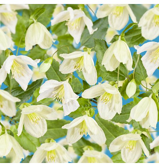 Clematis cirrhosa Jingle Bells C1 Lit. 20-30 cm