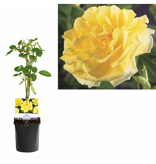 Rosa Golden Climber C1,5 Lit. 30-40 cm