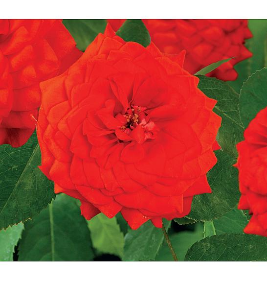 Rosa Red Climber C1,5 Lit. 30-40 cm