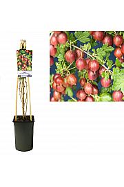 Ribes uva-crispa Spinefree C2,5 Lit. 40-60 cm