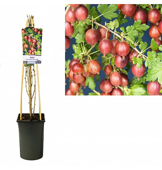 Ribes uva-crispa Spinefree C2,5 Lit. 40-60 cm