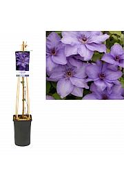 Clematis hybrid Esther PBR C2,5 Lit. 40-60 cm