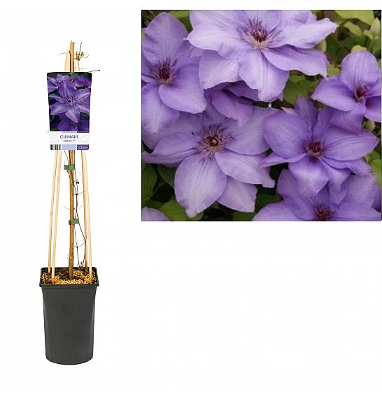 Clematis hybrid Esther PBR C2,5 Lit. 40-60 cm