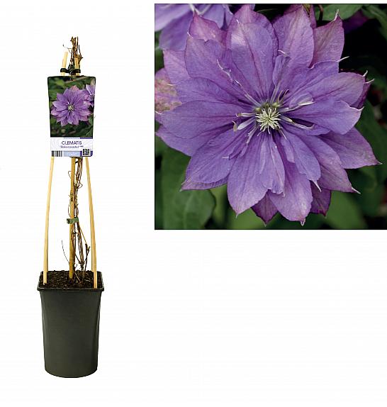 Clematis Rollercoaster PBR C2,5 Lit. 40-60 cm