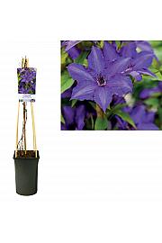 Clematis Viva La Vida’ PBR C2,5 Lit. 40-60 cm