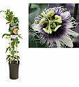 Passiflora Edulis C2,5 Lit. 40-60 cm