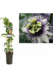 Passiflora Edulis C2,5 Lit. 40-60 cm
