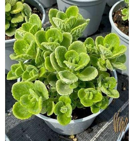 Cucuban Origanum Ø14