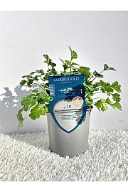 Aroma riserva Coriandrum sativum Ø14