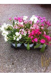Lewisia Ø14