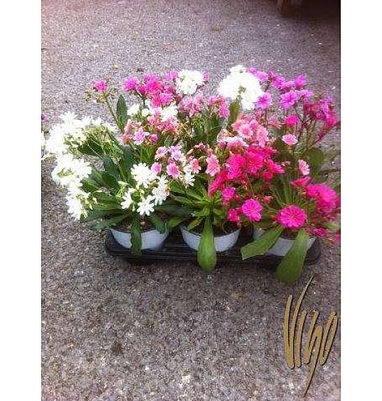 Lewisia Ø14
