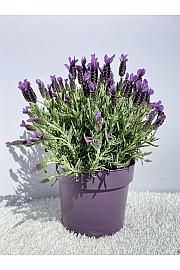 Lavandula stoechas Ø19