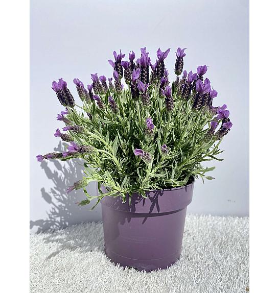 Lavandula stoechas Ø19