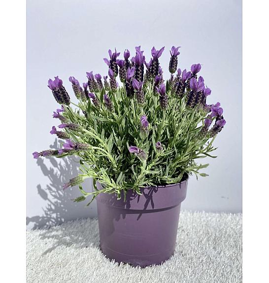Lavandula stoechas Ø19